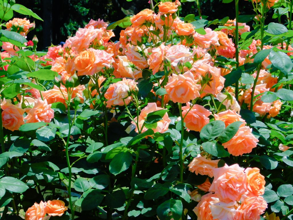 #バラ #薔薇 #rose
#rosegarden
#花 #flower 
#TLを花でいっぱいにしよう 
#代々木公園 #yoyogipark
2024.5.10撮影📷✨