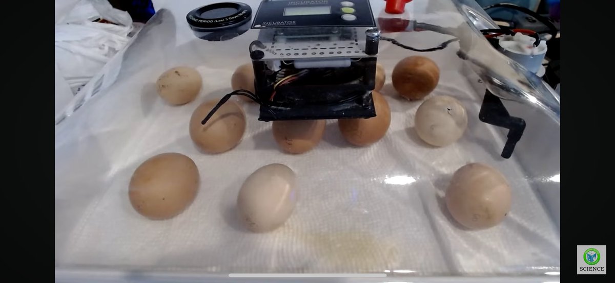 The 2024 #FCPS1BabyChicks Hatch Cam is LIVE! 🐣 Egg #5 (2nd row all the way on the right) is our first to pip and should be first to hatch. Visit bit.ly/fcps1babychicks to view the live stream and learn more about this project!