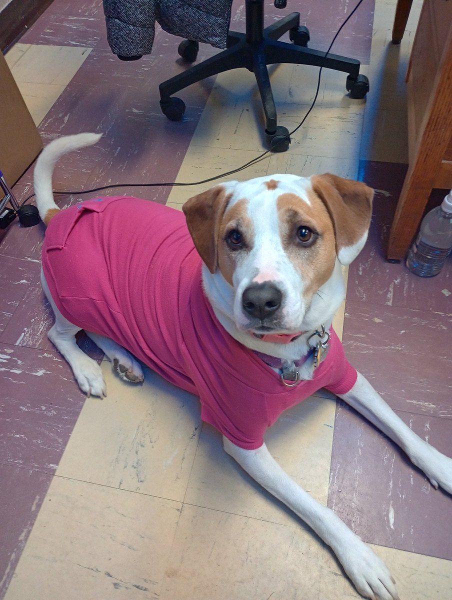 #cisobospets Harley, our classroom therapy dog, loves when students read to her.
