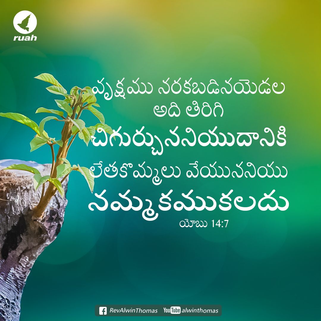 Job 14:7 - 'At least there is hope for a tree: If it is cut down, it will sprout again, and its new shoots will not fail'

#dailyverse #dailymanna #dailyquotes #promiseword #lives #ruah #ruahministries #ruahtv #awinthomas #ruahrevivalcenter #bibleverse