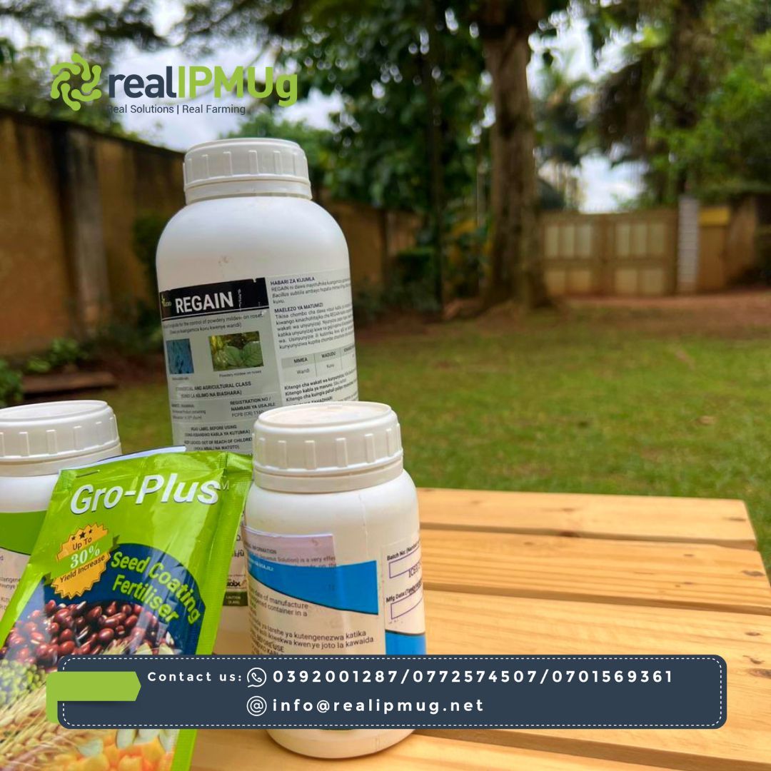 Mazao Campaign, Flourish, Regain and Groplus, innovative products from Real IPM Uganda, empower farmers with sustainable solutions. Flourish promotes growth and yield as a biofertilizer, while Regain controls powdery mildew with zero pre-harvest interval. #RealIPMUganda #Groplus