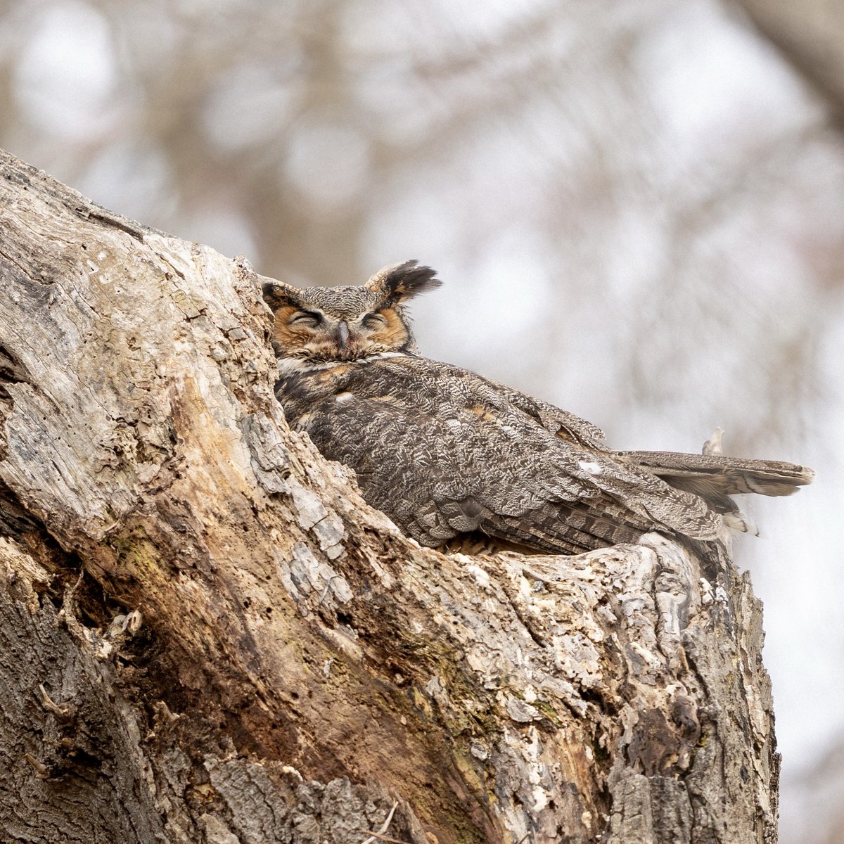 This hard-working Great Horned Owl took a well-deserved nap after feeding her two babies.😴💕🦉 #birds #birding