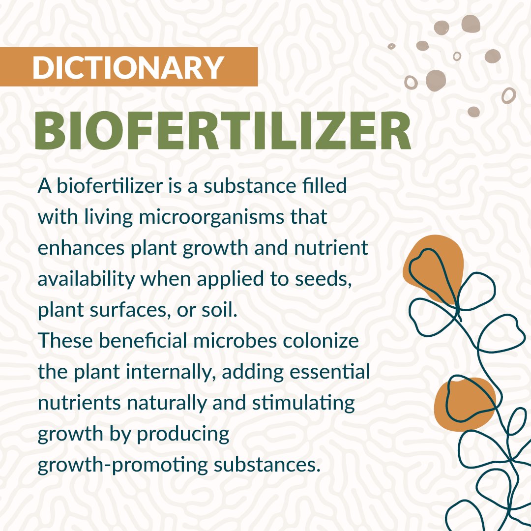 🌱A biofertilizer is a substance which contains living micro-organisms. When you apply biofertilizers to seeds, plant surfaces, or soil: 

➡️They colonize the interior of the plant and promote growth by increasing the supply or availability of primary nutrients to the host plant
