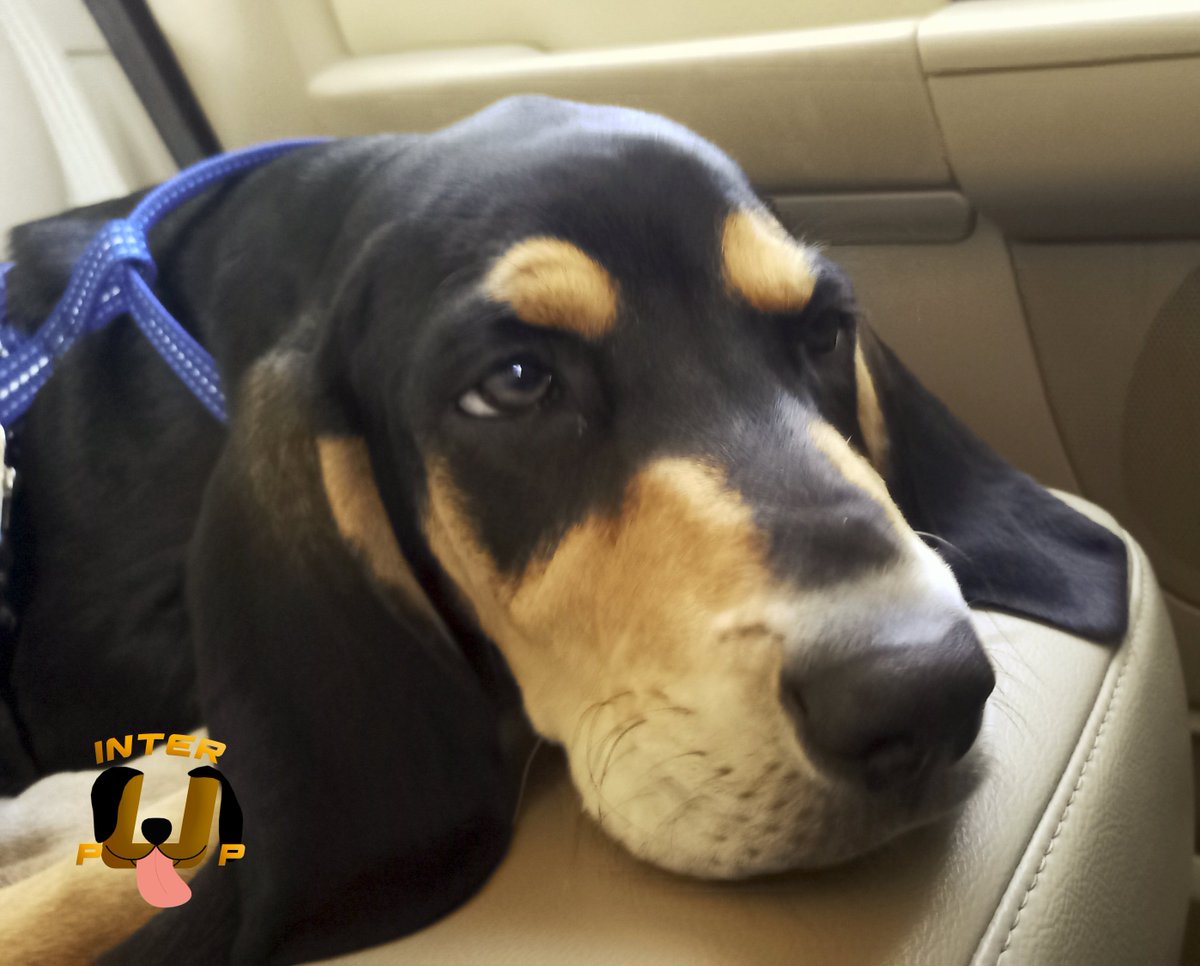 Is this how you're supposed to drive? | James Bean

#InterPup #JamesBean #Puppy #Pup #Dog #PuppyPictures #Beagle #Coonhound #BlackandTan #BlackandTanCoonhound #doggy #pet #mydog #doglover #pupper #bark #spoiled #dogstagram #dogsofinstagram #puppiesofinstagram #doglife #dogs