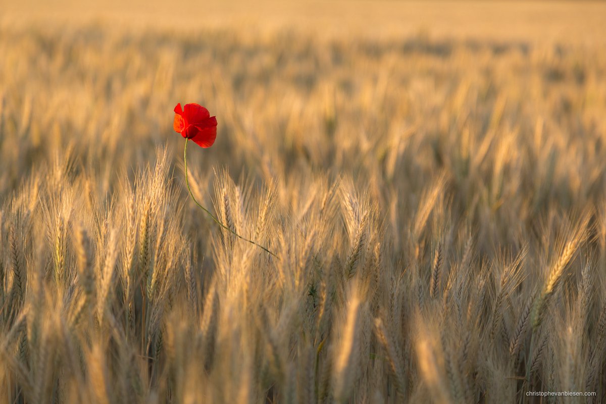 This was a Poet – It is That Distills amazing sense From ordinary Meanings – And Attar so immense ~ Emily Dickinson 10.12.1830 - 15.05.1886 · © Christophe Van Biesen