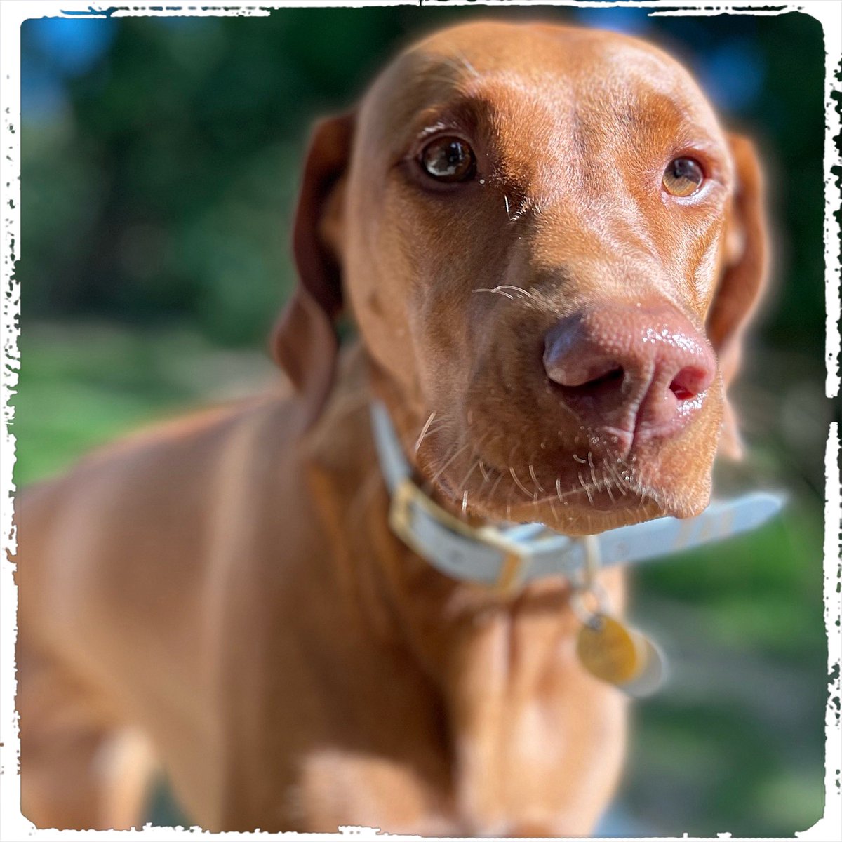 Hallo - Ich bin Cleo 😁🐶😁…. 
#doglover #ilovemydog #instadog  #dogislove #trustrespectlove #hundeland #hundeblog #lieblingshund #fellnase  #besterhund  #dogsneeddogs