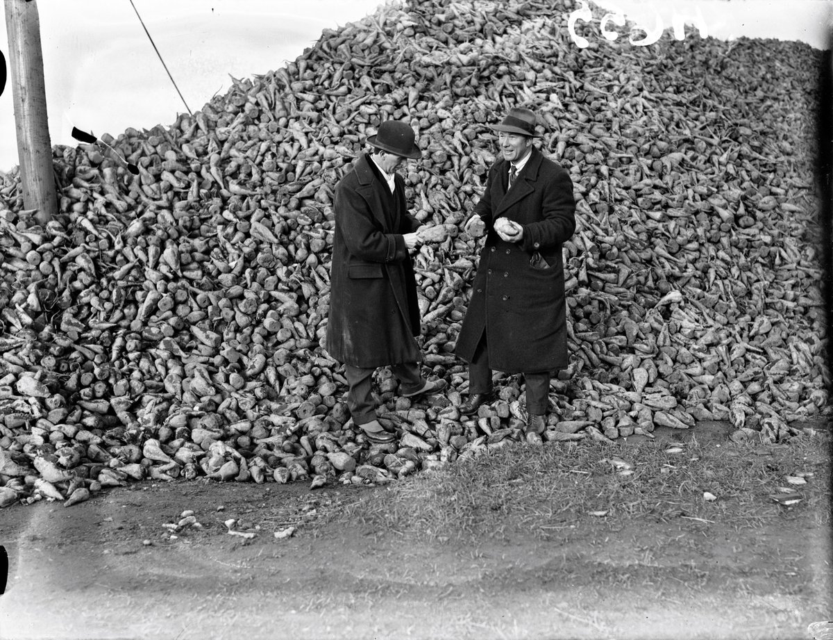 Two men with a huge pile of sugar beet at a sugar factory, Carlow, 1926. An @NLIreland image from the 'Society and State' exhibition, chronicling key aspects of Irish life over the last 100 years. Presented by @NARIreland in the Coach House Gallery @dublincastleOPW until 8 Sept