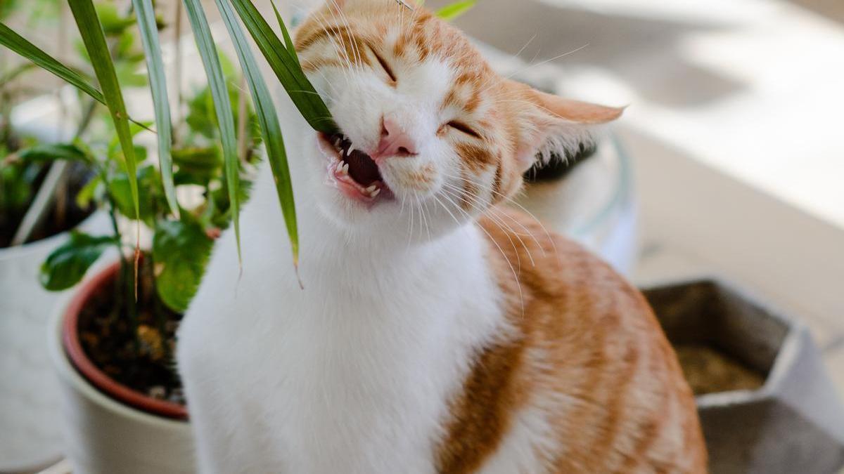 ¡Alerta! Estas plantas son tóxicas para tus gatos dlvr.it/T6vw6h <a href="/tetirounpique/">tetirounpique</a>