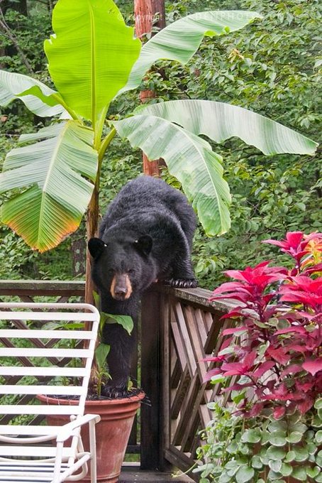 Hey Humies
Before you complain about us being a nuisance, remember... 
you're destroying our habitats & food sources to build your own habitats & food sources🦋LJC 

#EarthKeepersUnite #WildlifeWednesday #GlobalWarming #deforestation #extinction #support #wildlifeconservation