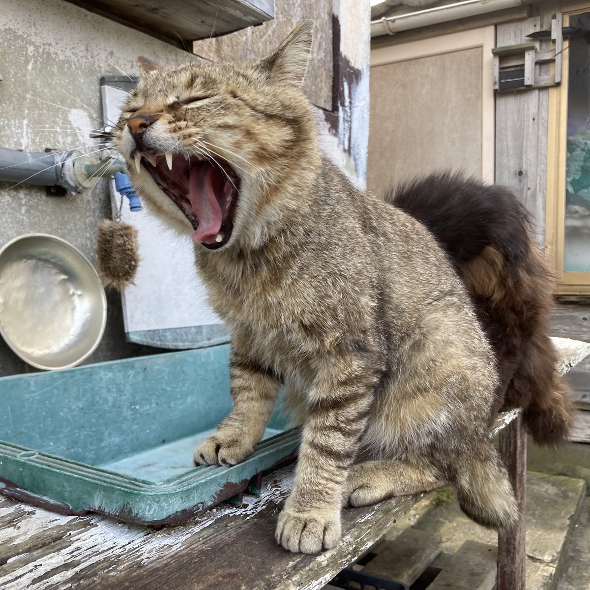 夕方の庭。
出遅れたご飯係を待っていてくれた皆さん😸😺🐱😼

#田代島 #ねこ #tashirojima #CatsOnX #CatsOnTwitter #catlover