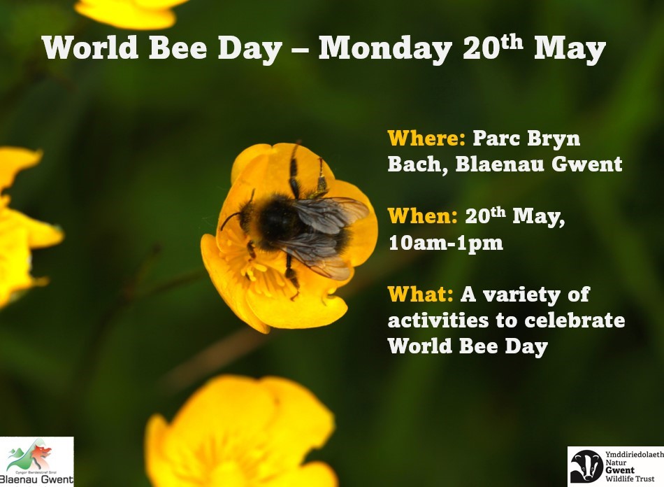 Gwent Wildlife Trust (@gwentwildlife) on Twitter photo Drop by <a href="/Parcbrynbach/">Parc Bryn Bach</a> on Mon 20th May from 10 - 1pm and join us and <a href="/BlaenauGwentCBC/">Blaenau Gwent CBC</a> for #WorldBeeDay family celebrations. It'll be buzzin'! Drop by <a href="/Parcbrynbach/">Parc Bryn Bach</a> on Mon 20th May from 10 - 1pm and join us and <a href="/BlaenauGwentCBC/">Blaenau Gwent CBC</a> for #WorldBeeDay family celebrations. It'll be buzzin'!