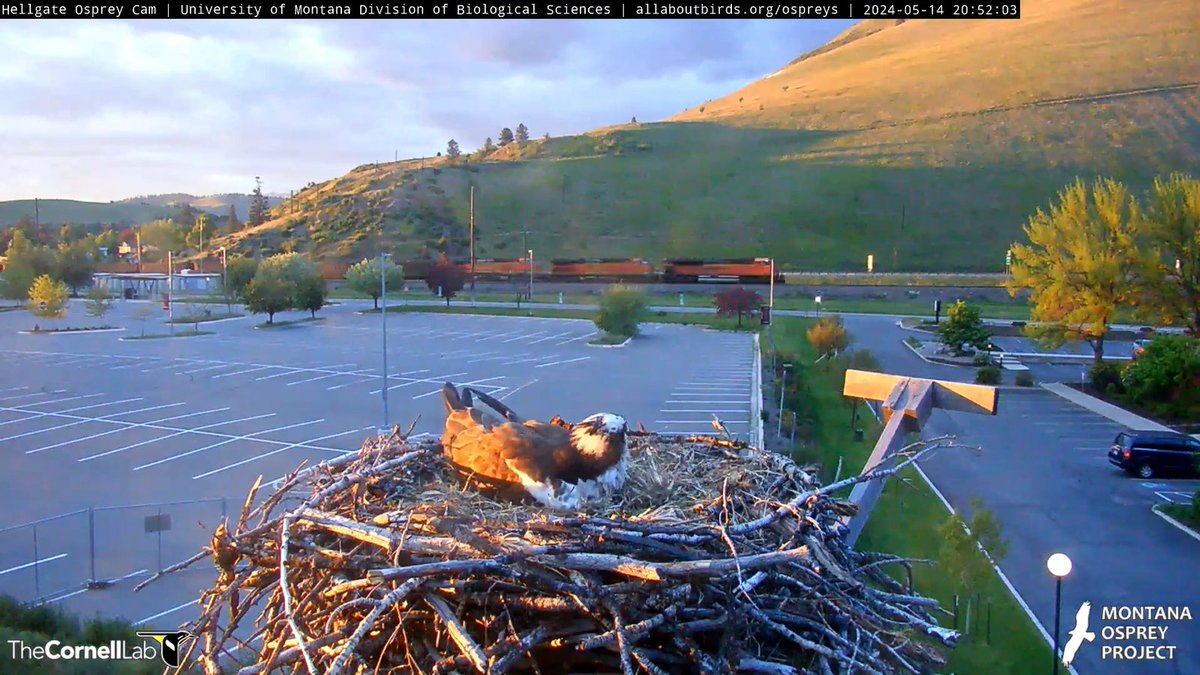 5/15 Good Morning, #CHOWS! It is the simple things, often overlooked, that bring so much pleasure. Enjoy this day with much appreciation. #BeAnIris #HellgateOsprey