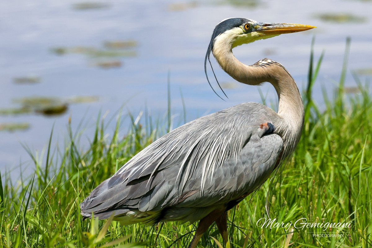 The Great Blue Heron at the pond has been amazing this year!