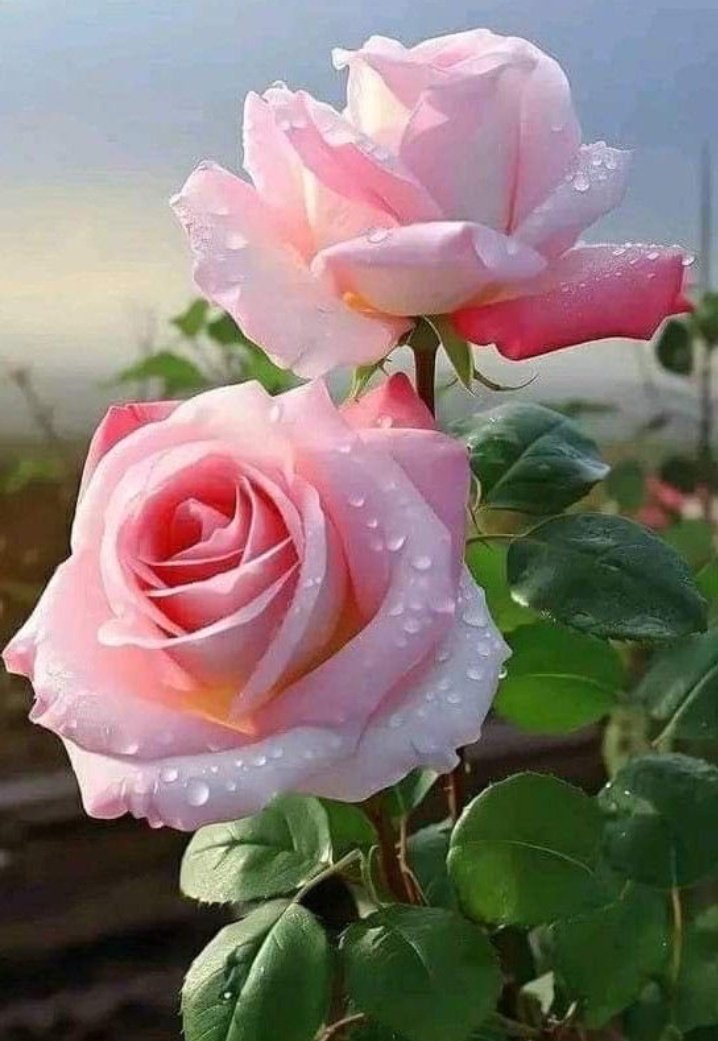 🩷🌹🌹 Beautiful Pink Roses 🌹 Love is healing Love is power Love is the magic of change. 🩷🌹