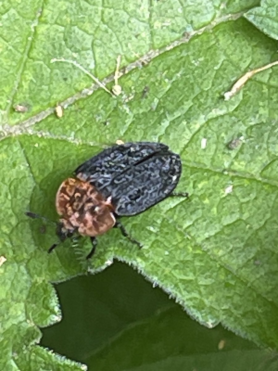 Beetle on my walk today Oiceoptoma thoracium