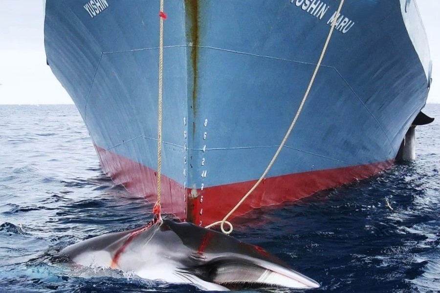 Japan plans to commercially hunt vulnerable fin whales, enraging conservationists. Japan's commercial whaling activities would expand the species hunted to four; the other three are Bryde's whales, Sei whales, and Minke whales. #WetTribe #TideotheOcean #WhaleWednesday