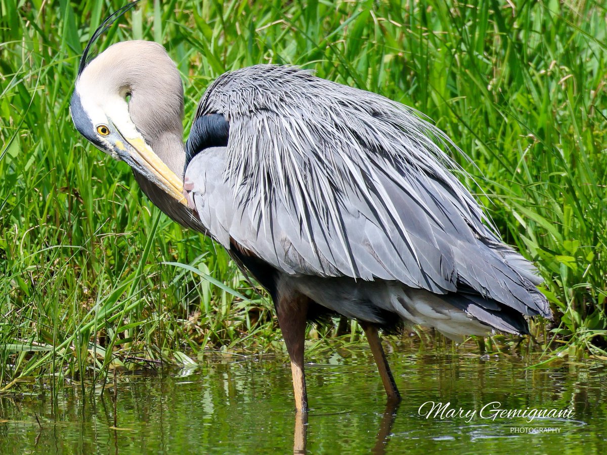One thing that makes me so pleased when I go to observe the Great Blue Heron is that I see him getting fish and paying no mind to me. I like when I do not impose on the bird to make them too nervous or flush. He caught three fish while I was there and even fished close 2 me. Yay.