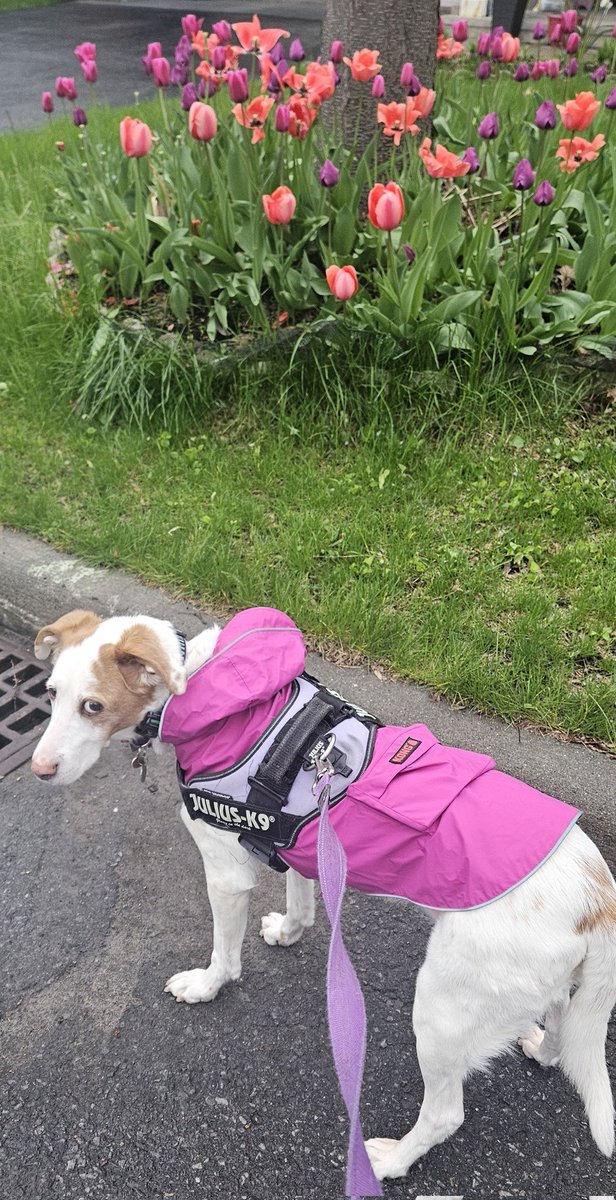 The tulips match my raincoat ☔️🌷
With a little side-eye for good measure 😃