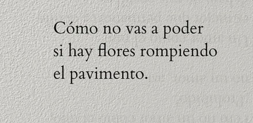 rafjuan's tweet photo. Cómo no vas a poder si hay flores rompiendo el pavimento!! #FelizMiércoles https://t.co/SZy6fMeas6