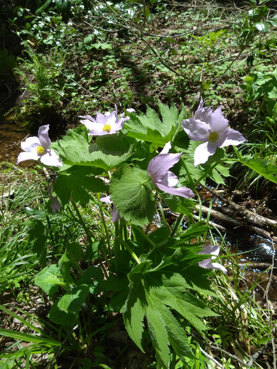 斑尾高原では昨年よりも早くシラネアオイが咲いていました。シラネアオイはいつ見ても気品あふれる女王の名にふさわしいですね。
#斑尾高原 #wildflower