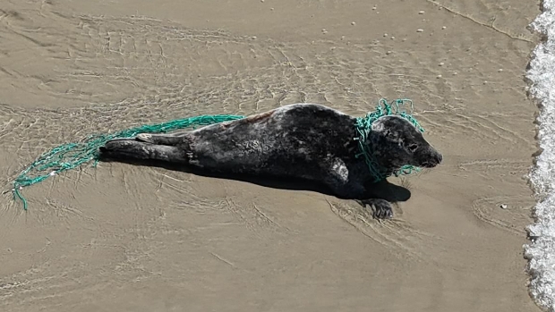 Jonge grijze zeehond van netwerk bevrijd -  texelditweekend.nl/l/326254