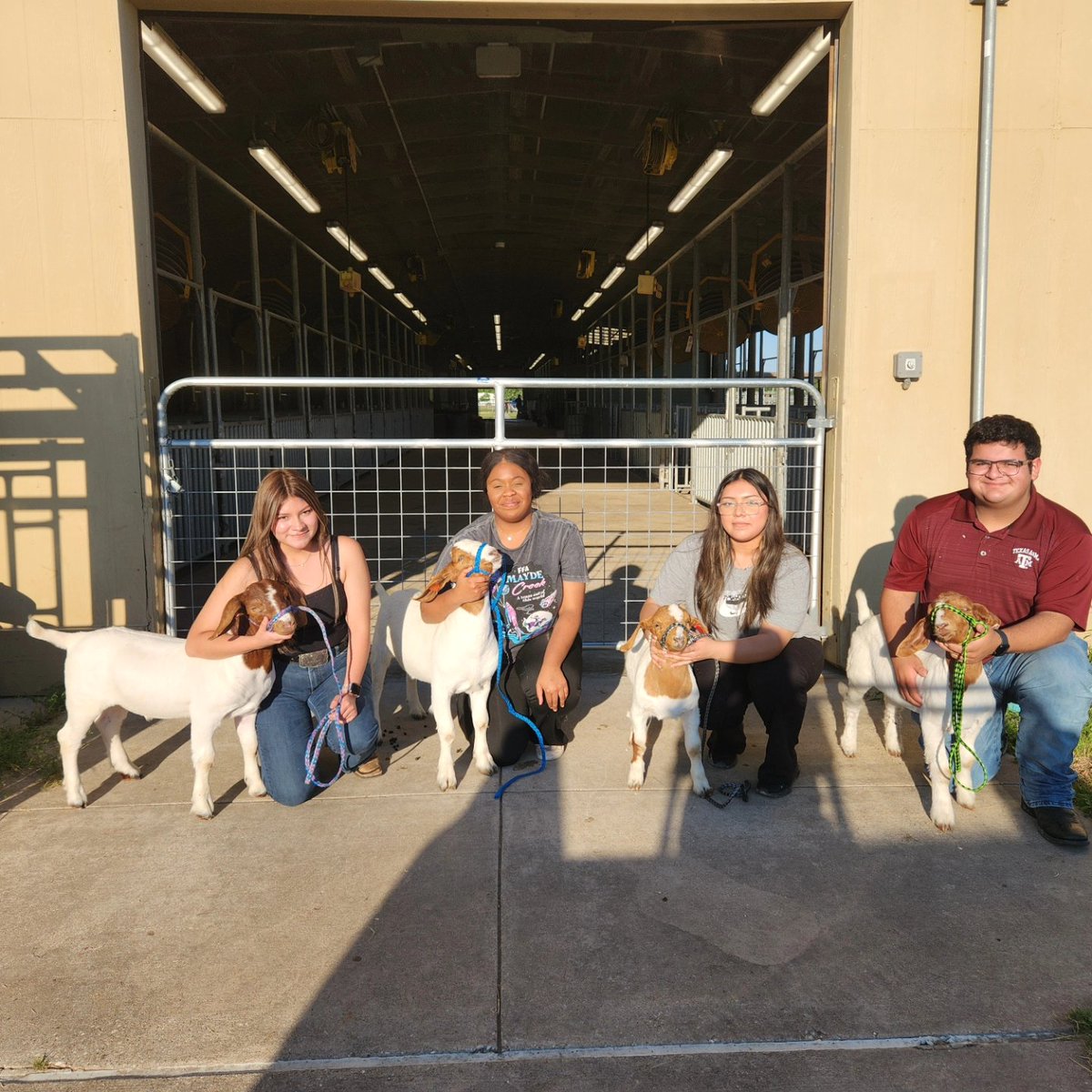 Harris County goats are in the barn!! Good luck to these goat raisers as they start their 5 month long project!