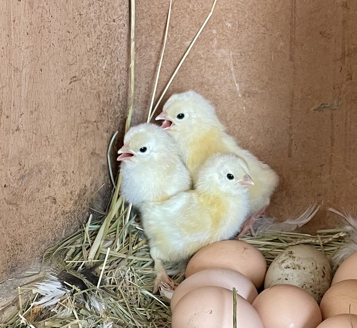Nachwuchs im Hühnerstall 🥰