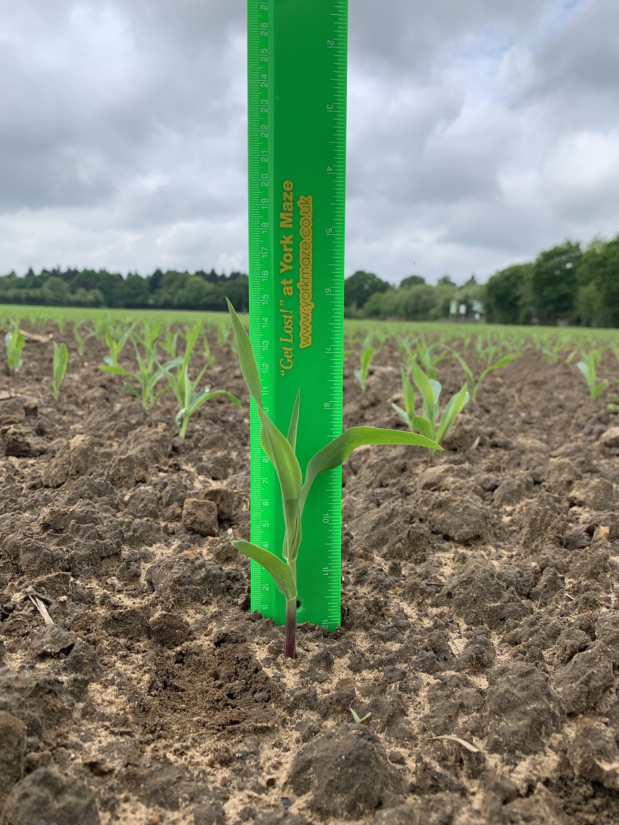 The maize plants are loving the recent spell of warm weather and rain and are already 15cm (6”) tall 🌽 But what will this year’s maze theme be - it’s going to be a big one! We’ll be announcing the theme soon! #maizemaze #cornmaze #yorkmaze #yorkshire #maze