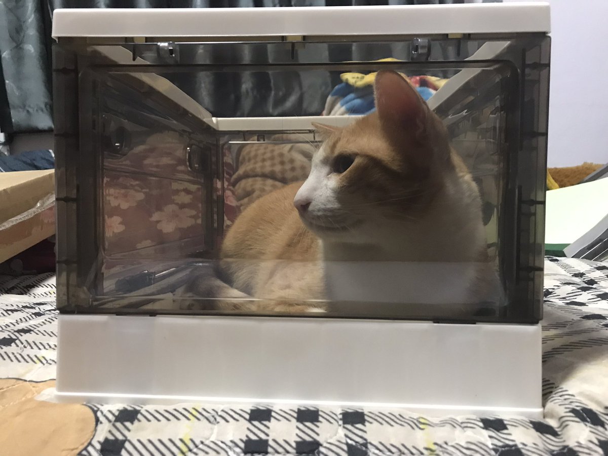 Got a new storage box and my cat immediately be like ‘is for me?????’