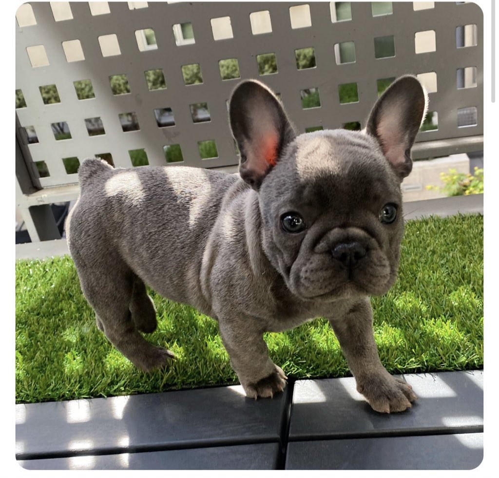 defido2024's tweet photo. My name is DeFido, my home is on base with my community of fellow dogs. 

My token, $DEFIDO is completely community powered. I burnt all of the bones in liquidity and renounced the smart contract so that our dog pound could come together and be safe on #base.

Simply DeFi 🐕 https://t.co/hQQx4mLWEe