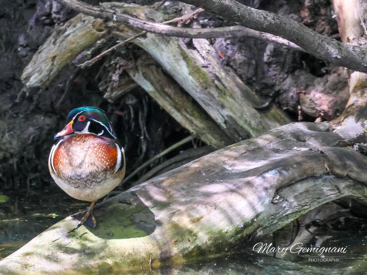 #WoodDuckWednesday… here’s a handsome Wood Duck hanging out on some tree roots on the bank of the marsh.