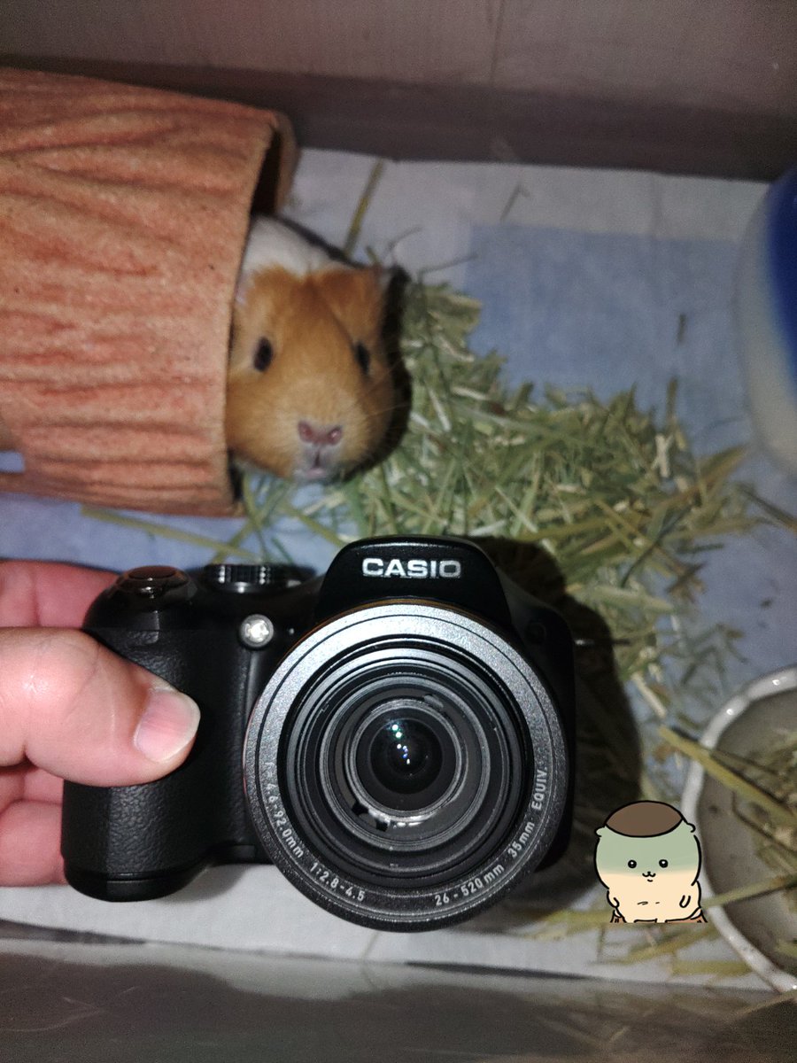 🐹あっ！カメラ！