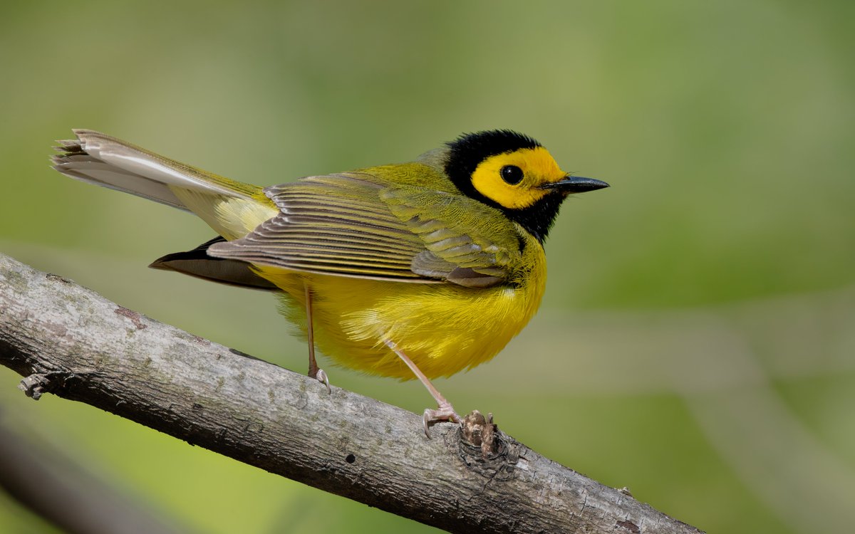 A handsome Hooded Warbler by Bow Bridge in Central Park, NYC.

#birdcpp #birdphotography #canonphotography #birdwatching #wildlifephotography #TwitterNatureCommunity #ThePhotoHour