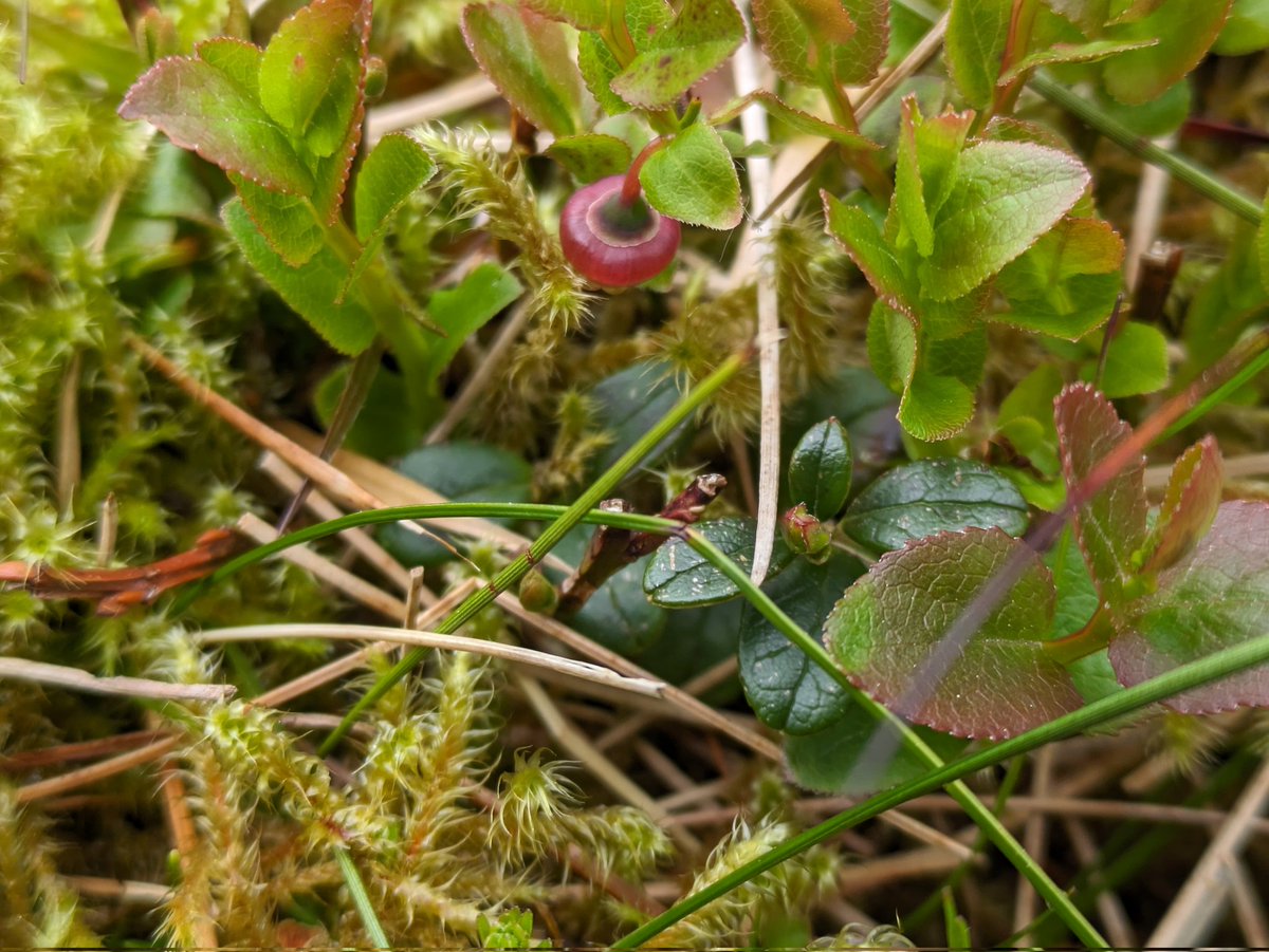 Cowberry may be common in some places but it is a #RedList species on the #IsleOfMan 🇮🇲. Luckily it's growing near both of our restoration sites, shown here with the more common, but delicious, blaeberry 😋