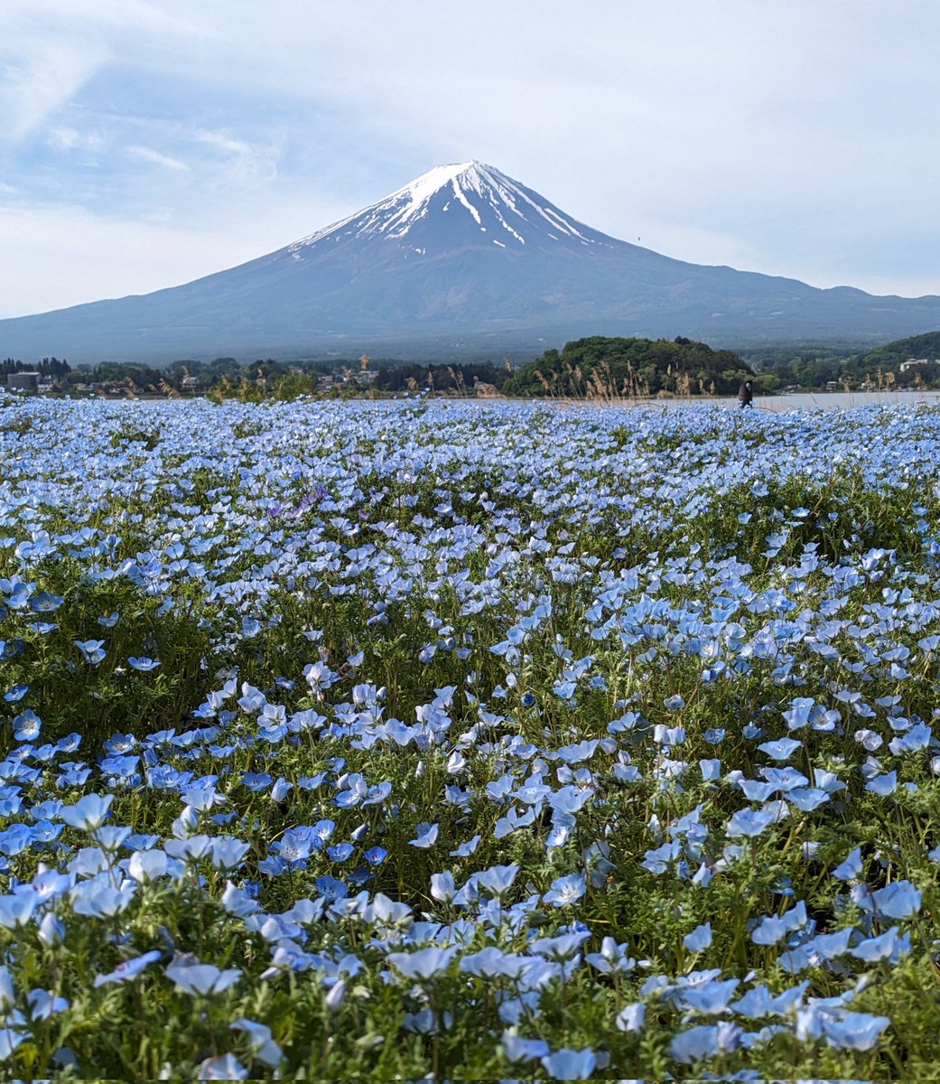 河口湖大石公園からの富士山です。ネモフィラがきれいに咲いています。
#富士山　#富士五湖　#河口湖大石公園　#ネモフィラ　#fujisan　#mtfuji