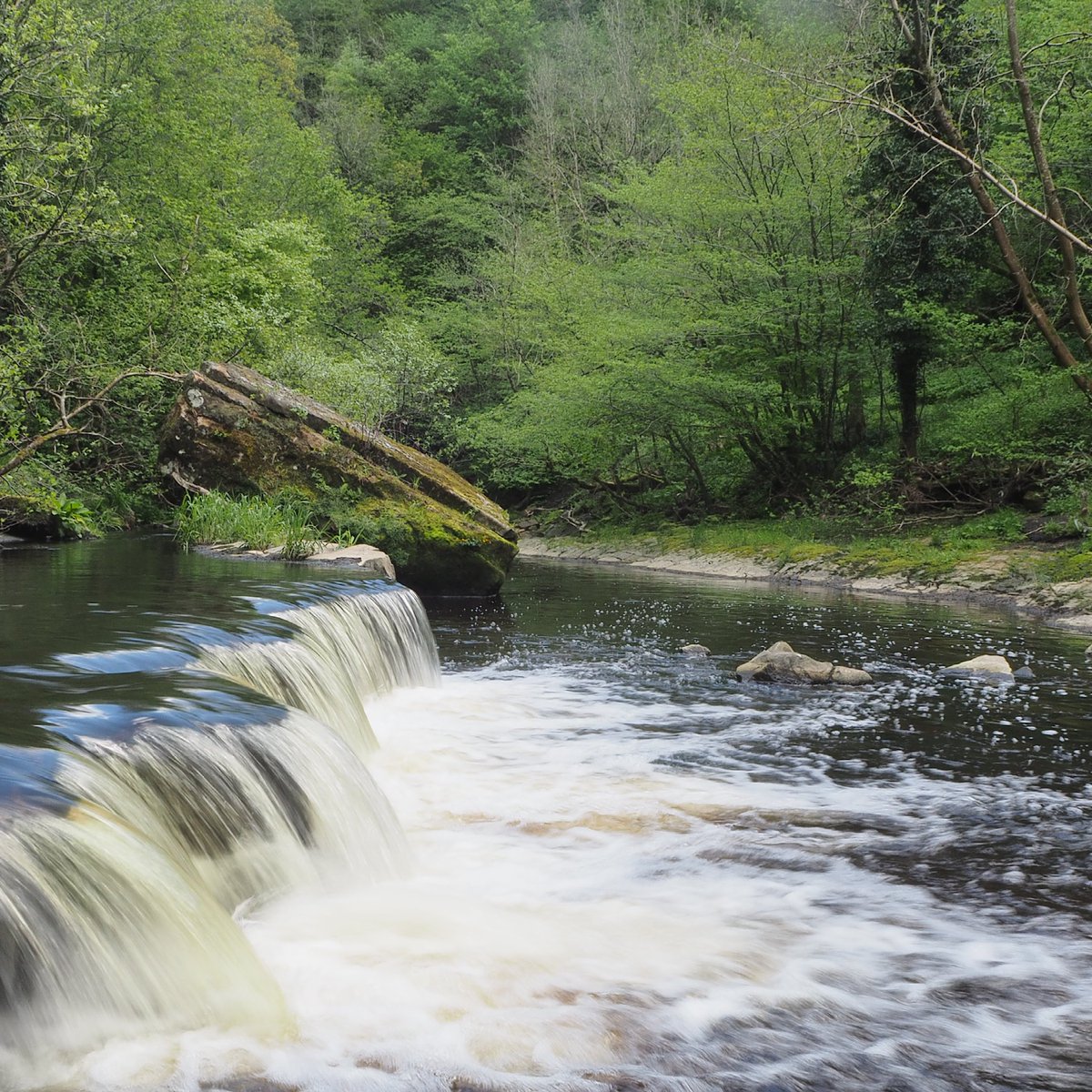 🌳River woodlands are bustling with life and serve as critical corridors for wildlife, connecting different habitats and allowing species to thrive and disperse! 📸© Pete Haskell/Scottish Wildlife Trust #internationalbiodiversityday #riverwoods