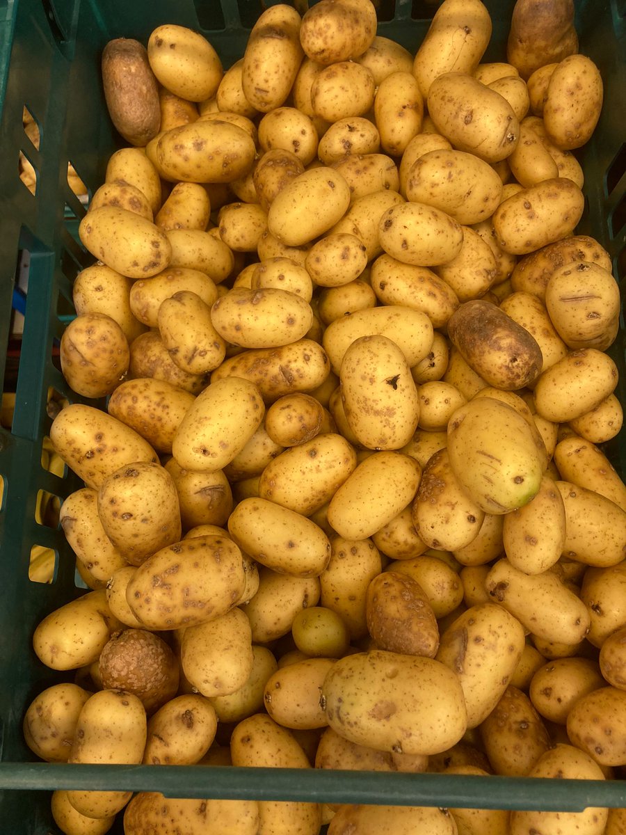 New potatoes, a true sign of summer on it's way and have rescued loads this week 🌞

Tell us your favourite way to eat them - boiling, roasting, potato salad? What have we forgotten?

#SurplusGoodFood #ZeroFoodWaste #ReduceFoodWaste #newpotatoes🥔 #foodwastewarriors #shrewsbury
