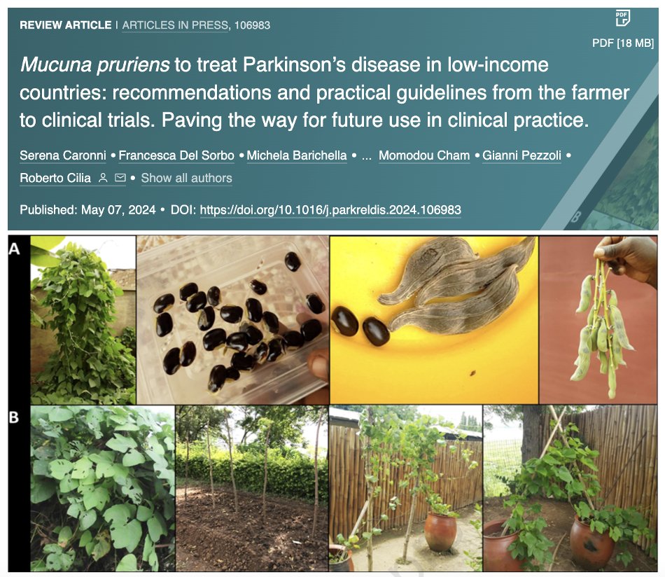 Michael Okun (@michaelokun) on Twitter photo Should you use mucuna pruriens to treat your Parkinson's? Are you in a place where levodopa is scarce or not available? If you choose mucuna instead of levodopa, then how should it be used? Cilia and Caronni teach us in the latest issue of <a href="/ParkinsonismD/">Parkinsonism & Related Disorders</a> that mucuna could be used Should you use mucuna pruriens to treat your Parkinson's? Are you in a place where levodopa is scarce or not available? If you choose mucuna instead of levodopa, then how should it be used? Cilia and Caronni teach us in the latest issue of <a href="/ParkinsonismD/">Parkinsonism & Related Disorders</a> that mucuna could be used