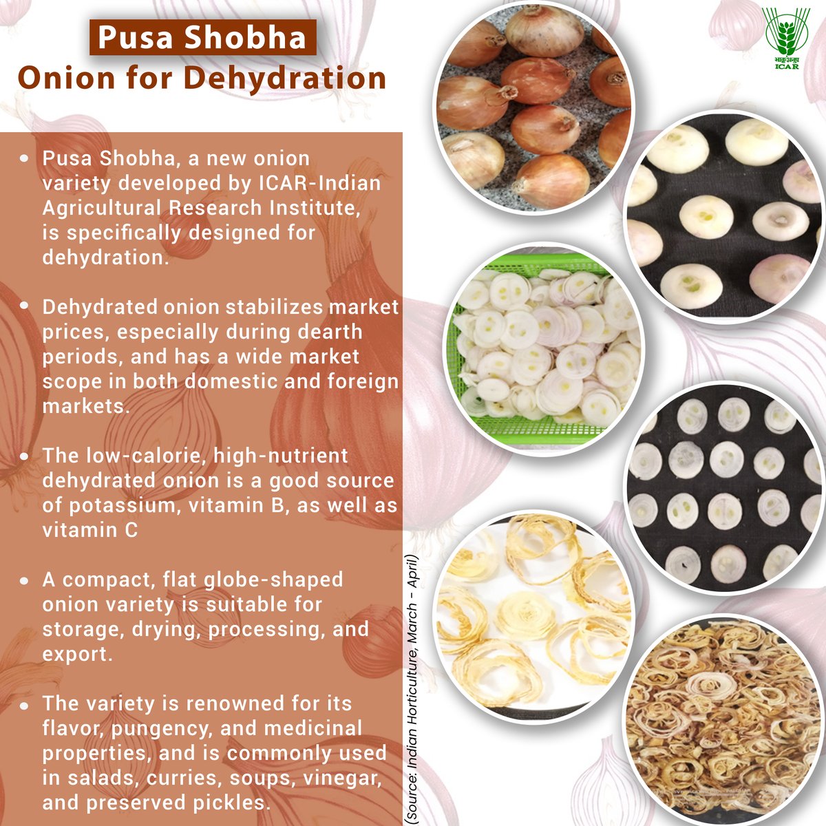 Indian Council of Agricultural Research. (@icarindia) on Twitter photo Pusa Shobha, a new #onion variety developed by #ICAR-Indian #Agricultural #Research Institute, is specifically designed for dehydration .
#ICAR #Agriculture #farming <a href="/PMOIndia/">PMO India</a>
<a href="/mygovindia/">MyGovIndia</a> <a href="/PIB_India/">PIB India</a> <a href="/AgriGoI/">Agriculture INDIA</a>
<a href="/DDKisanChannel/">Doordarshan Kisan - दूरदर्शन किसान</a> <a href="/Dept_of_AHD/">Dept of Animal Husbandry & Dairying, Min of FAH&D</a>
Read more: icar.org.in/indian-horticu… Pusa Shobha, a new #onion variety developed by #ICAR-Indian #Agricultural #Research Institute, is specifically designed for dehydration .
#ICAR #Agriculture #farming <a href="/PMOIndia/">PMO India</a>
<a href="/mygovindia/">MyGovIndia</a> <a href="/PIB_India/">PIB India</a> <a href="/AgriGoI/">Agriculture INDIA</a>
<a href="/DDKisanChannel/">Doordarshan Kisan - दूरदर्शन किसान</a> <a href="/Dept_of_AHD/">Dept of Animal Husbandry & Dairying, Min of FAH&D</a>
Read more: icar.org.in/indian-horticu…