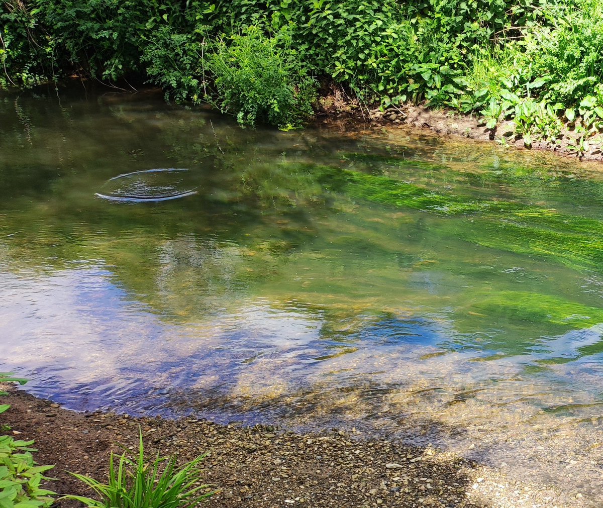 The fish are finally on the feed. #flyfishing #guidedfishing #flyfishinglessons #flyfishinglife #flycasting #trout #browntrout #rainbowtrout #grayling #onthefly #flyfishingnation #outsidedays #salmon #seatrout #dryfly #nymph #Snowbee #flyfishinglife #river #stream #lake