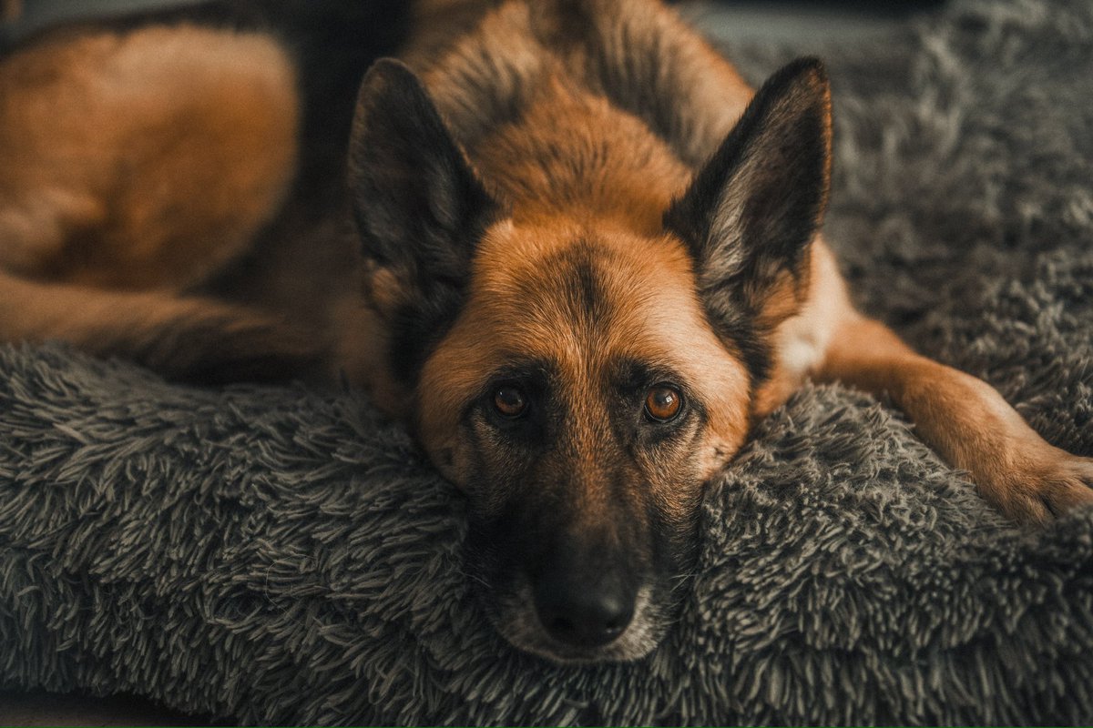 Wee Bree 🐕 🏴󠁧󠁢󠁳󠁣󠁴󠁿❤️