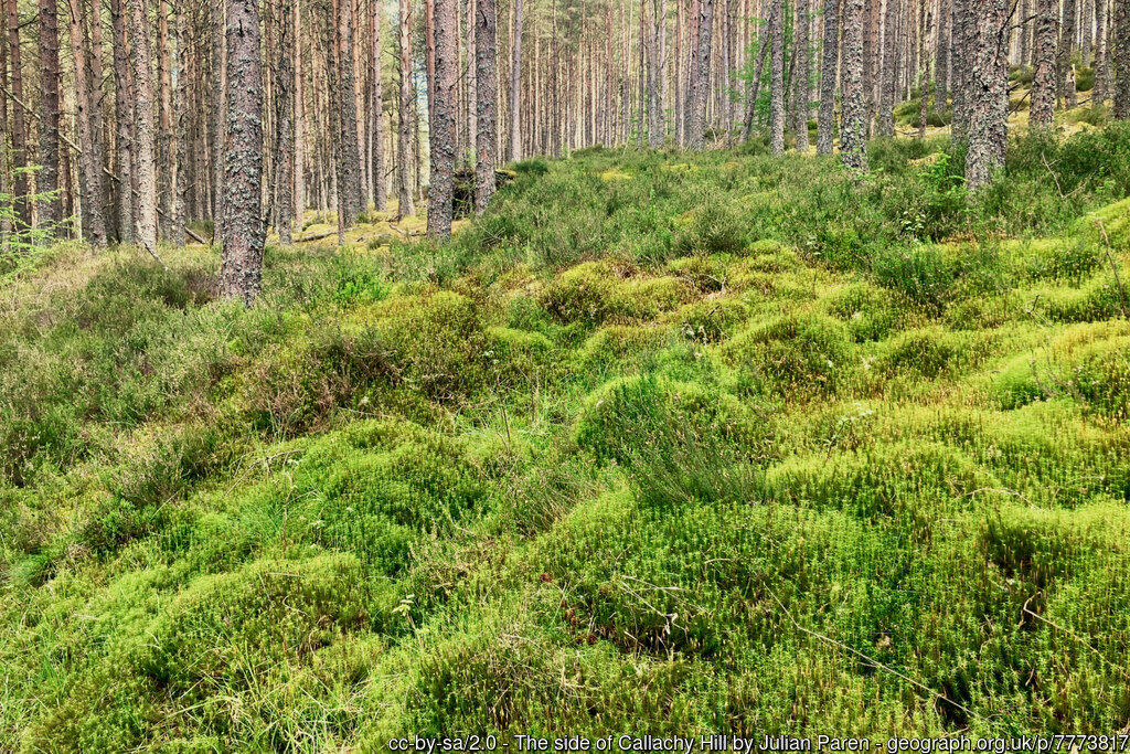 Tuesday, the #BlackIsle #moss #forest #pine #CallachyHill geograph.org.uk/p/7773817 by Julian Paren