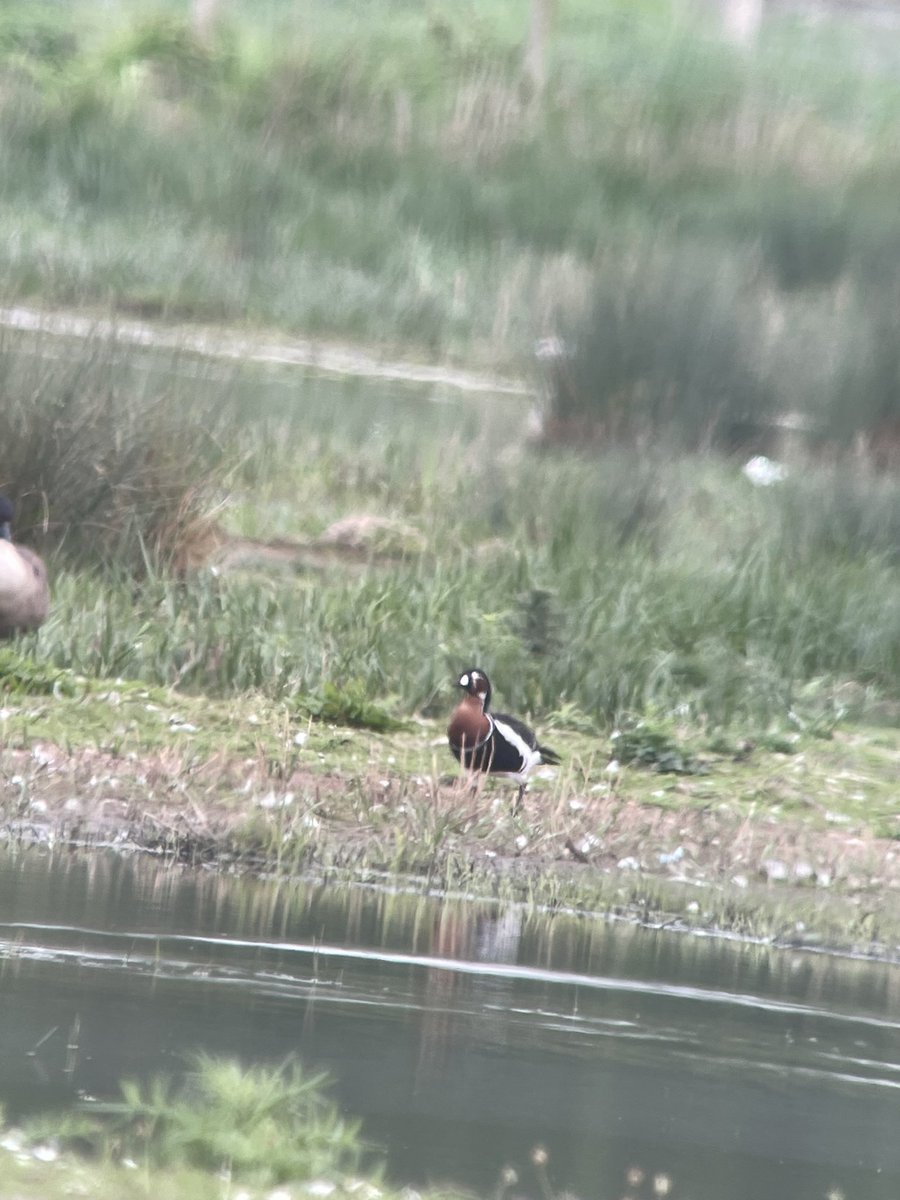 Red-breasted goose still @RSPBSaltholme whatever the origin still a smashing bird 🤪 @teesbirds1 @nybirdnews
