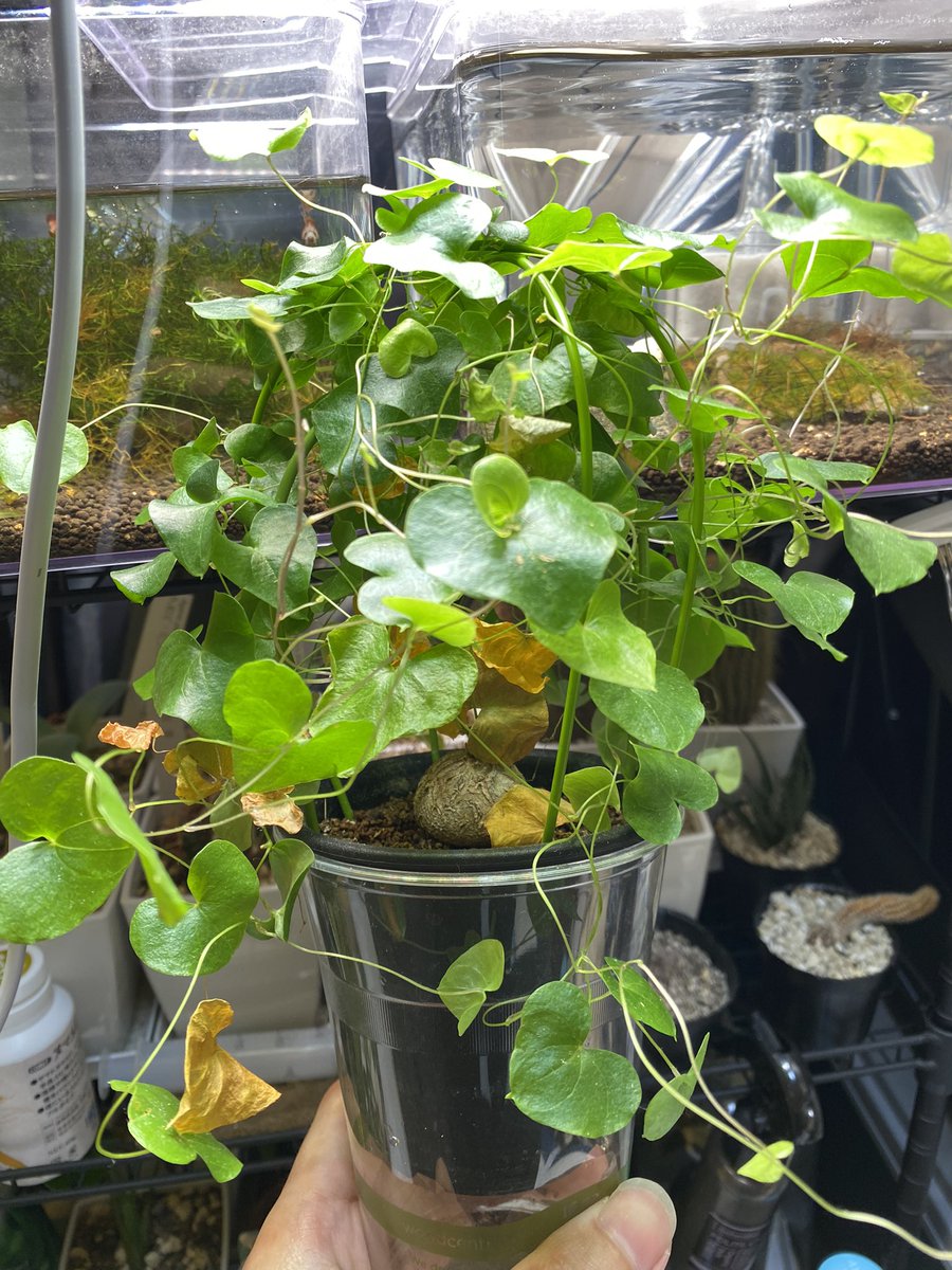 休眠？？始まりの方から少しずつ枯らしてるけど先端はまだまだ伸びている笑

しかしこんなもっさりするもんなんですか？笑
見てて楽しいけど気抜いて潰さないか心配🙃

#亀甲竜 #塊根植物 #観葉植物 #多肉植物