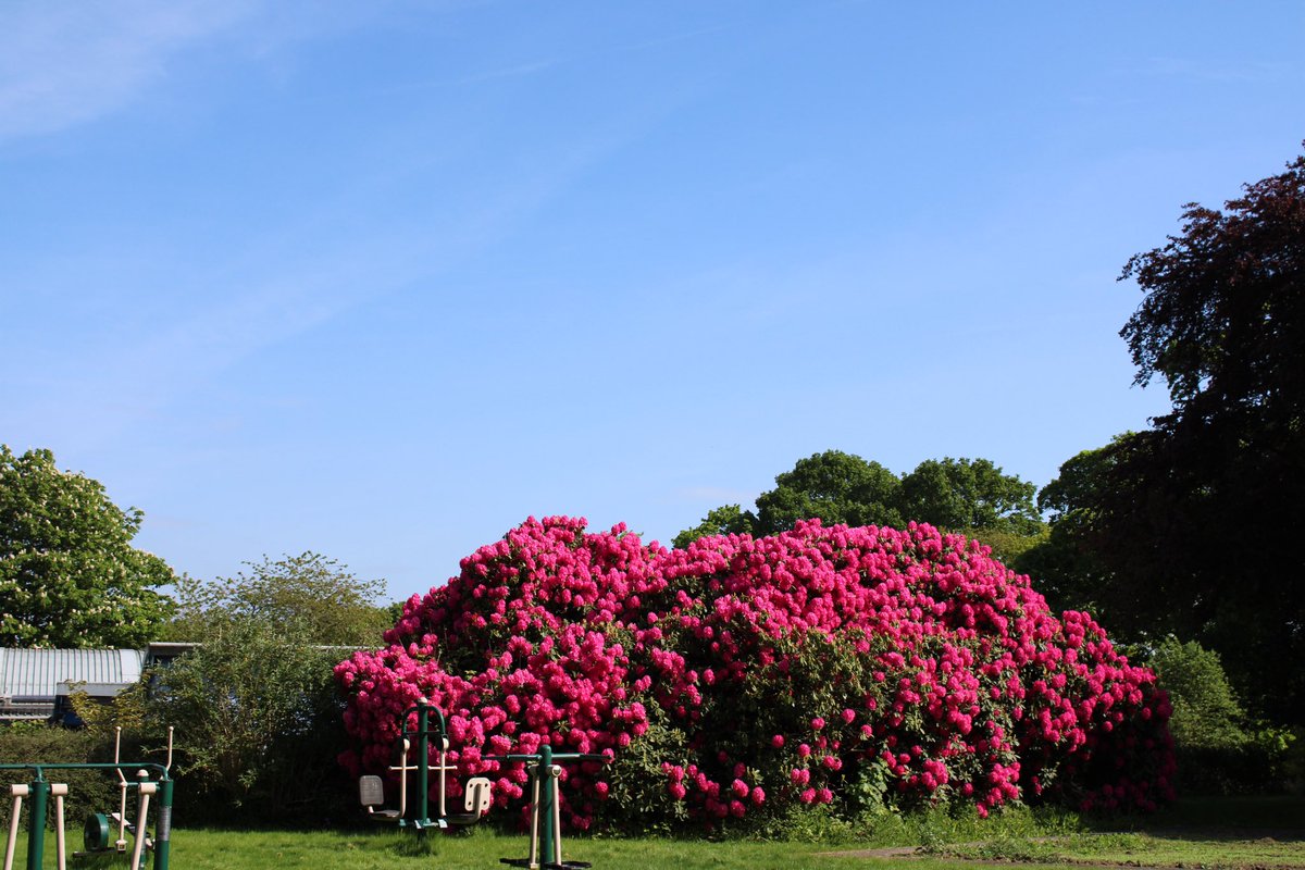 Blue sky and full blooms!