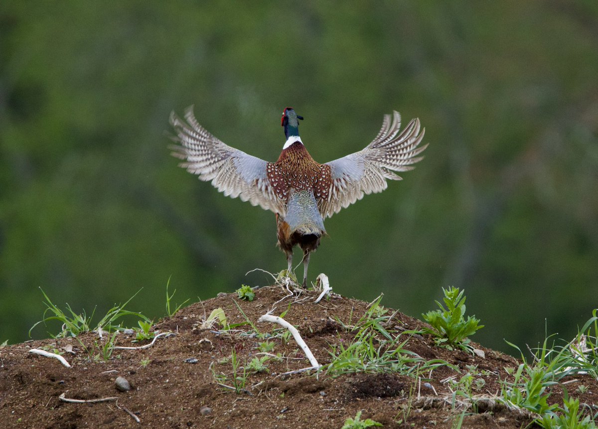Pheasant conductor. #TwitterNatureCommunity #CTNatureFans #birdphotography #pheasant