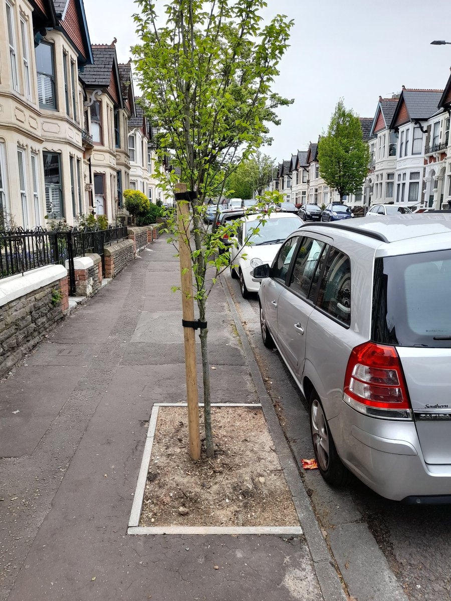 New street trees planted along Shirley Road 🌳🌳🌳 #Roath
