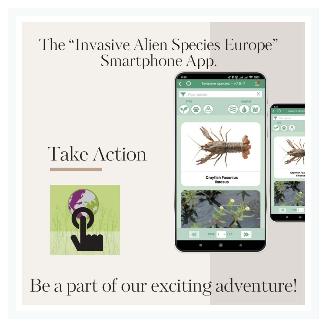 Report invasive species and protect the Danube using the EASIN application! Your sightings help scientists track #InvasiveAlienSpecies in Europe's ecosystems. Download EASIN & be a Danube guardian! #biodiversity @EU_Aliens #danubecare_project #fondzanauku #prisma @fondzanauku_rs