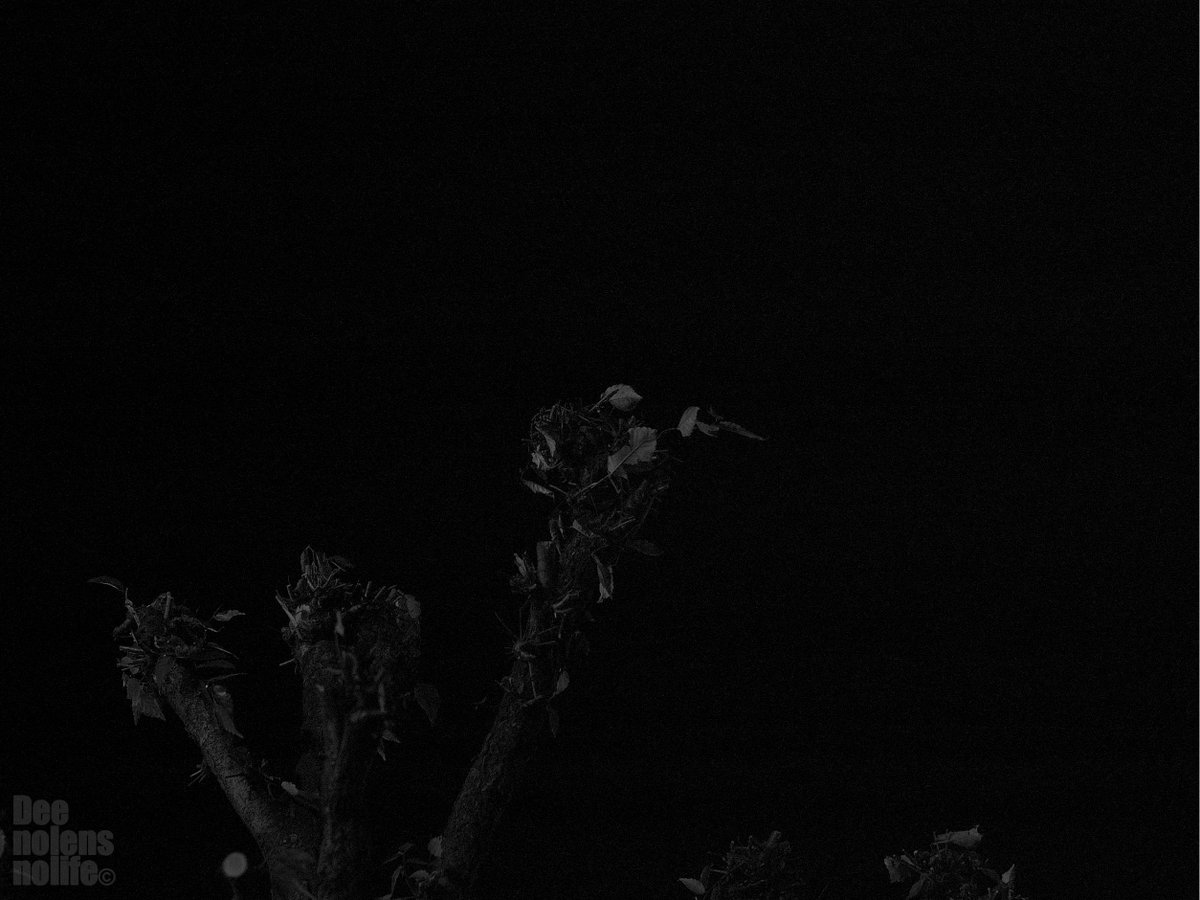 夜散歩-156
#D40 #SILKYPIX #photograph