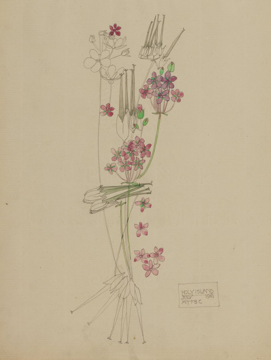 Take a #MackintoshMoment and enjoy 'Stork’s-bill, Holy Island’ from The #Hunterian collection @UofGlasgow. This is one of a number of botanical drawings by the Scottish artist. 🖼️ Charles Rennie #Mackintosh, ‘Stork’s-bill, Holy Island’, 1901. Pencil and watercolour on paper.